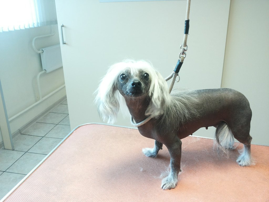 Vetpaslaugos, filialas, UAB