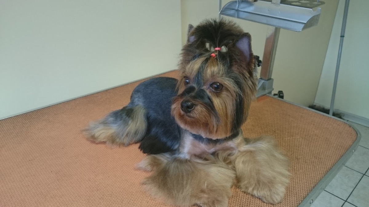 Vetpaslaugos, filialas, UAB