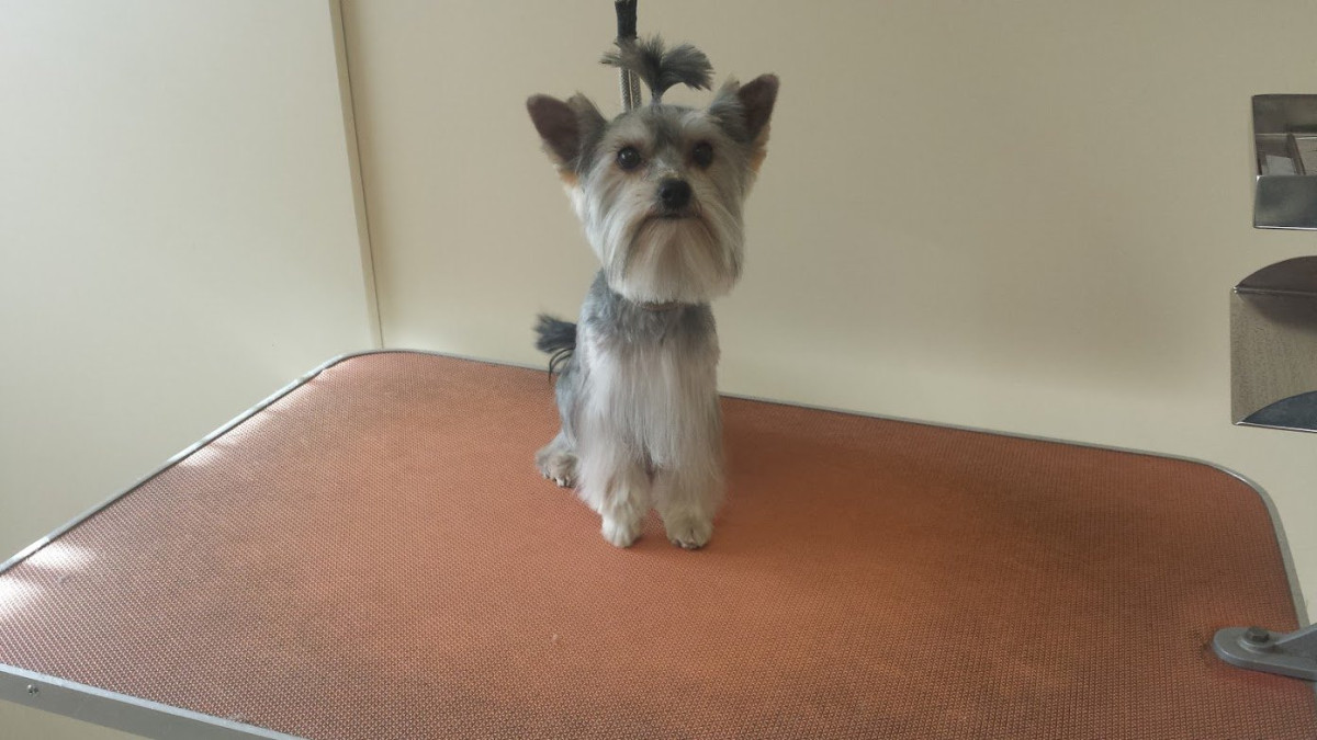 Vetpaslaugos, filialas, UAB