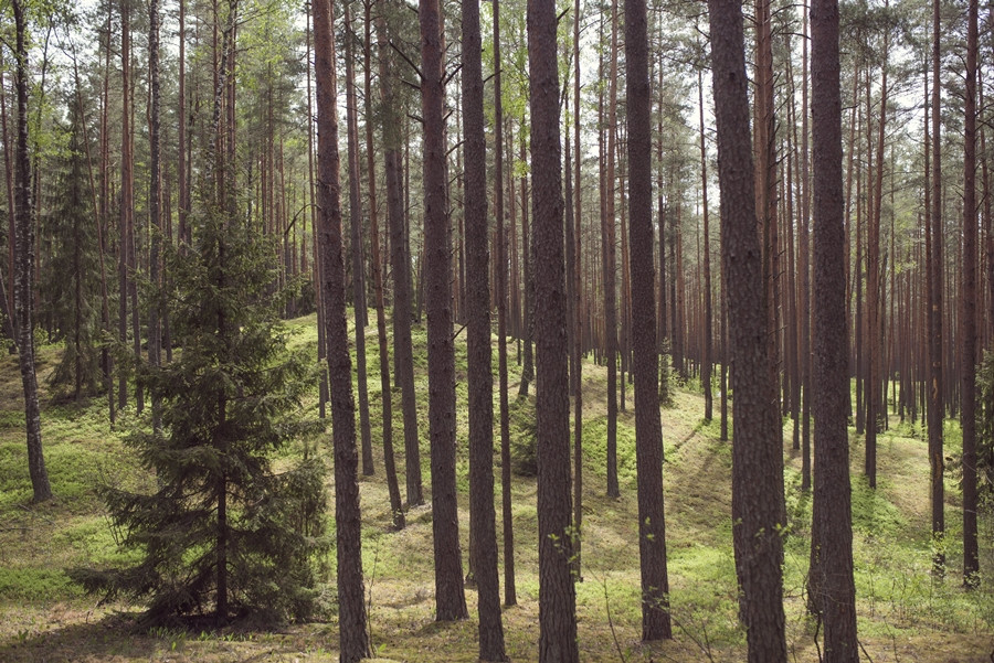 Kazlų Rūdos turizmo ir verslo informacijos centras