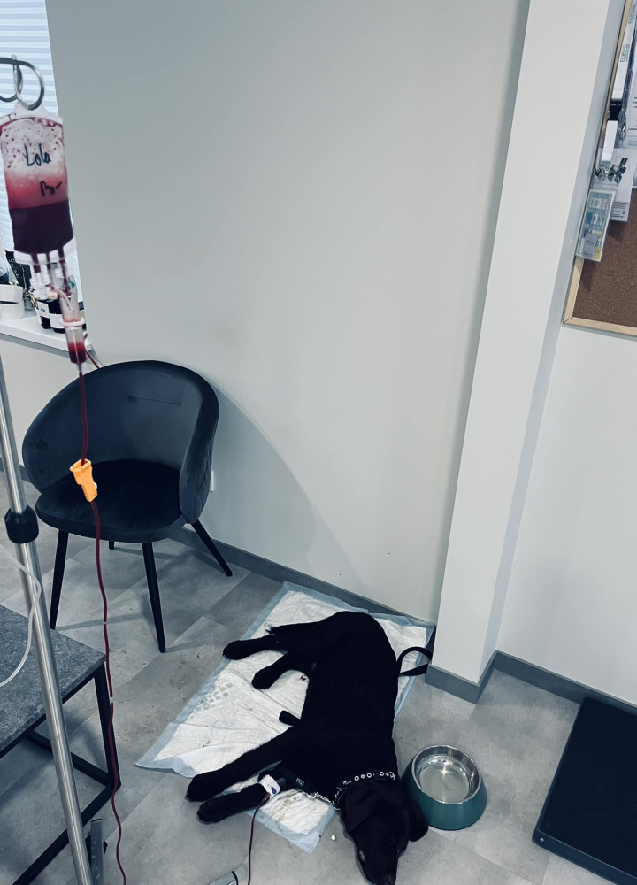 Pifulis, veterinarinės medicinos centras, UAB