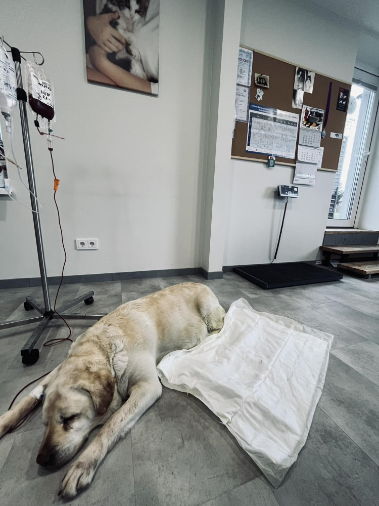 Pifulis, veterinarinės medicinos centras, UAB