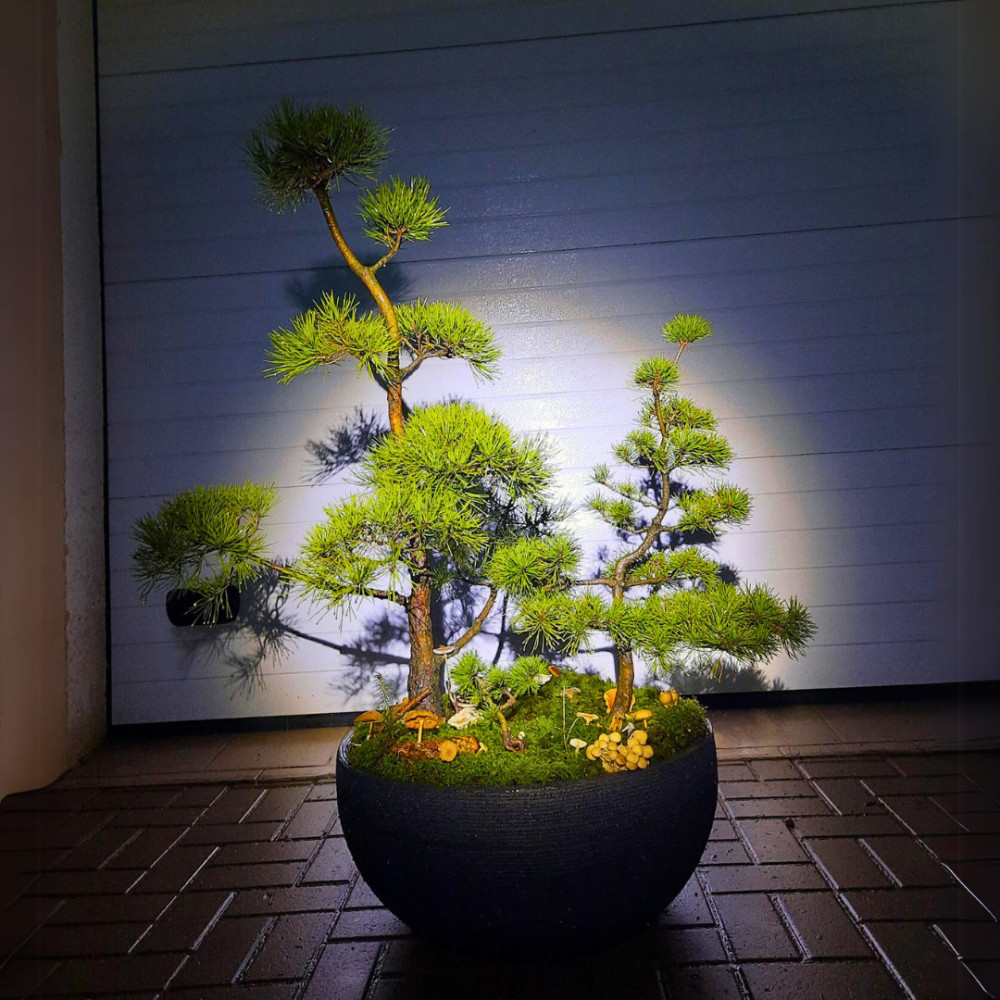 Bonsai - pušelės