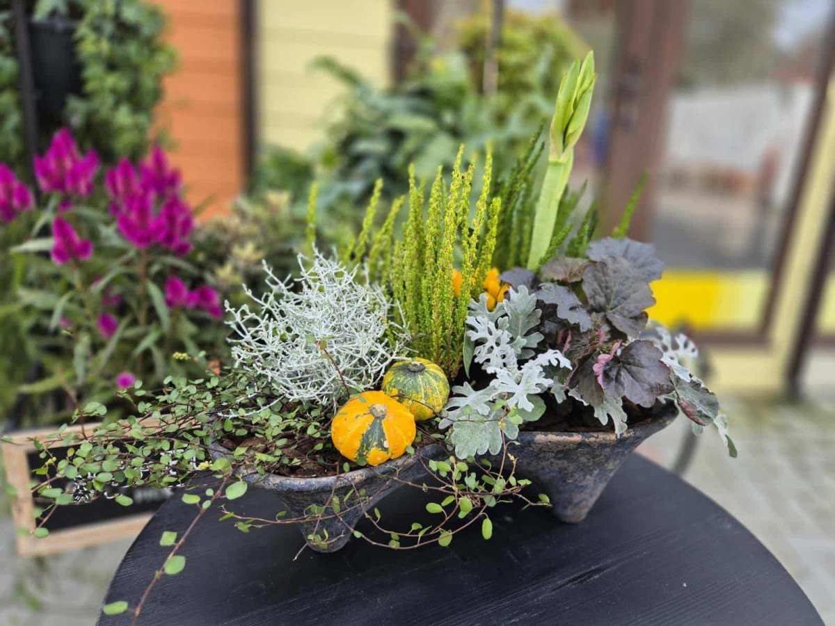 Ledinės gėlės, MB