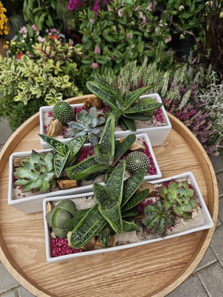 Ledinės gėlės, MB