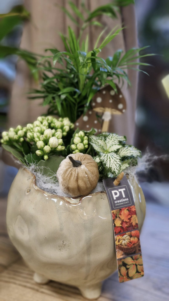 Ledinės gėlės, MB