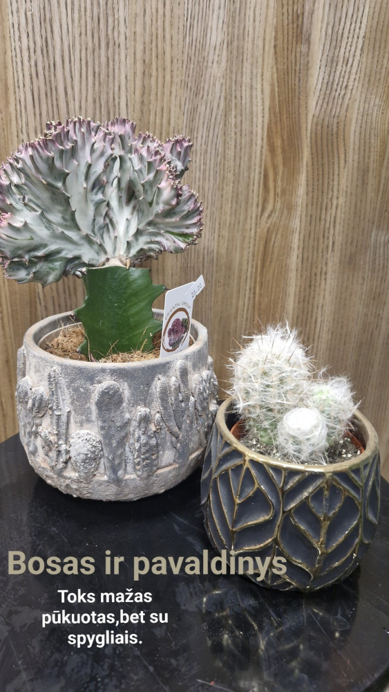 Ledinės gėlės, MB