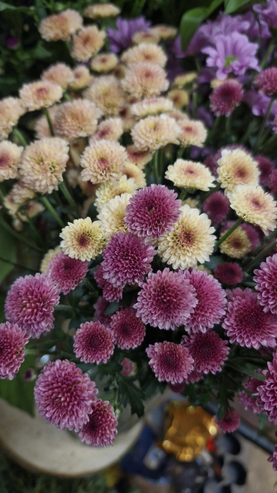 Ledinės gėlės, MB