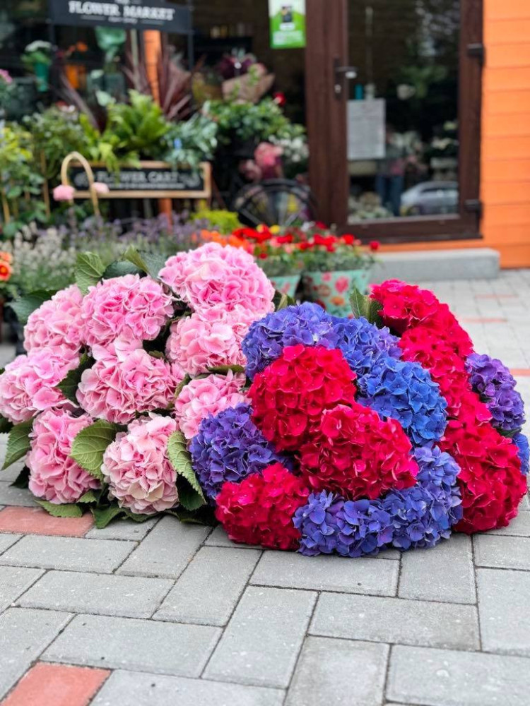 Ledinės gėlės, MB