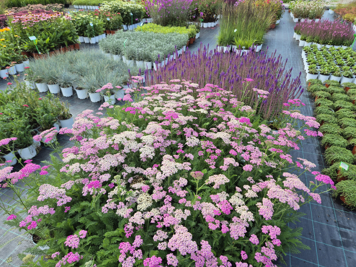 Growup, MB „Užauk“