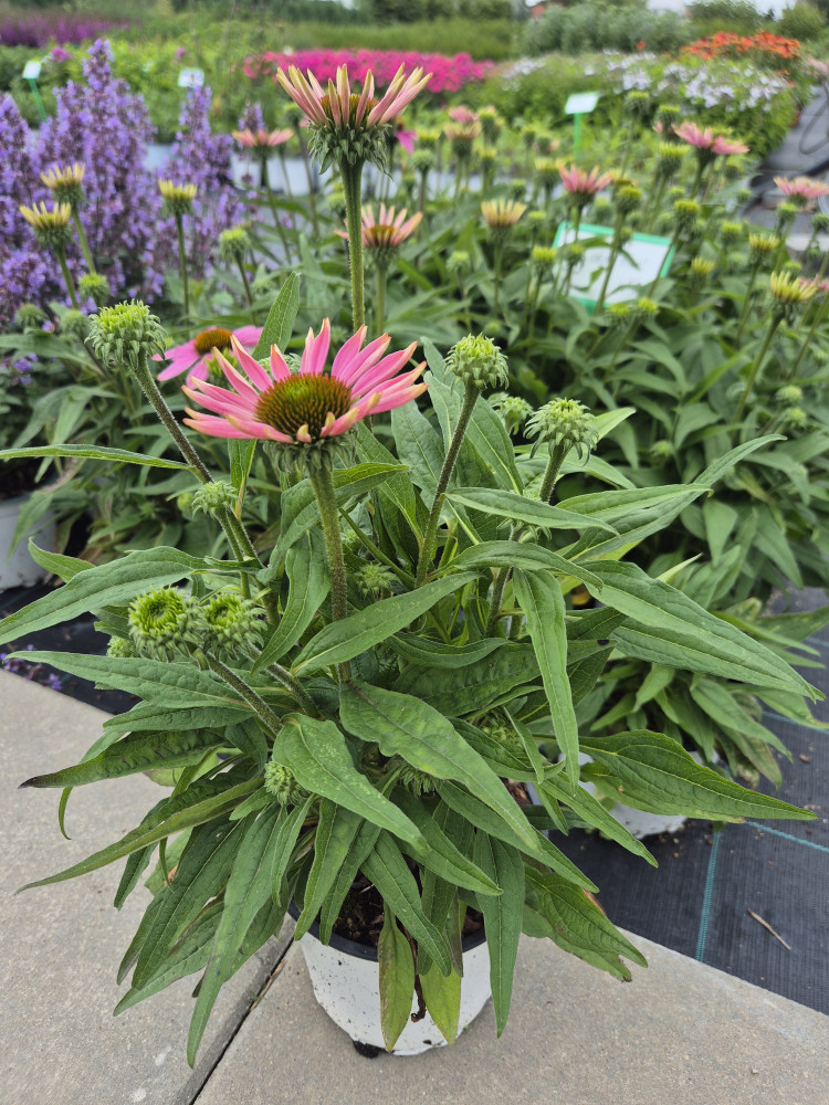 Growup, MB „Užauk“