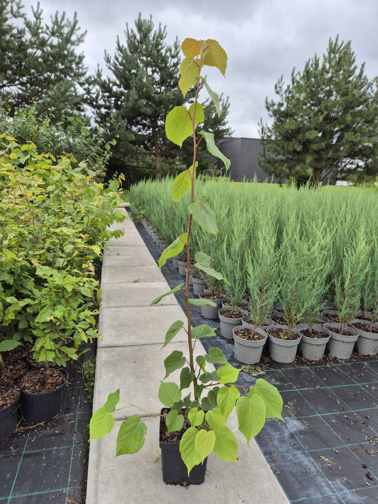 Growup, MB „Užauk“