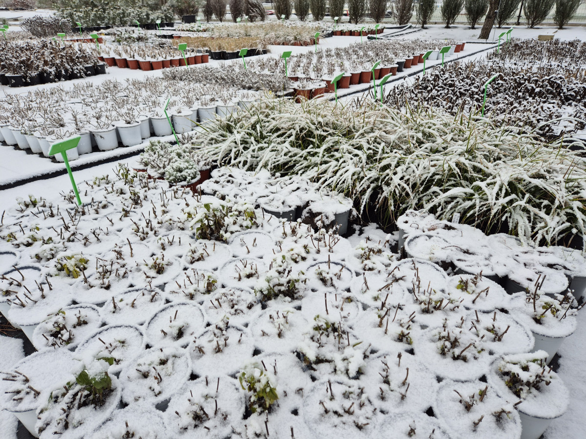 Growup, MB „Užauk“