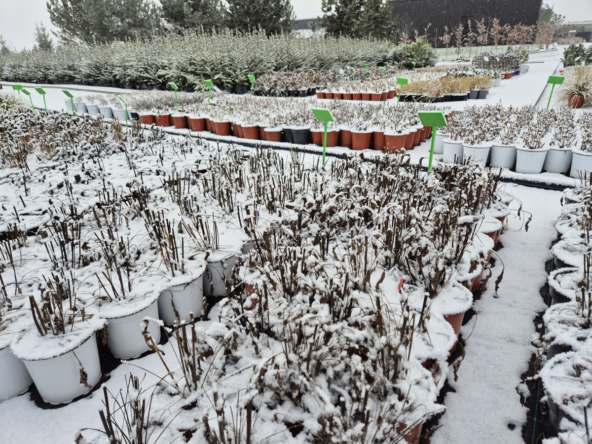 Growup, MB „Užauk“