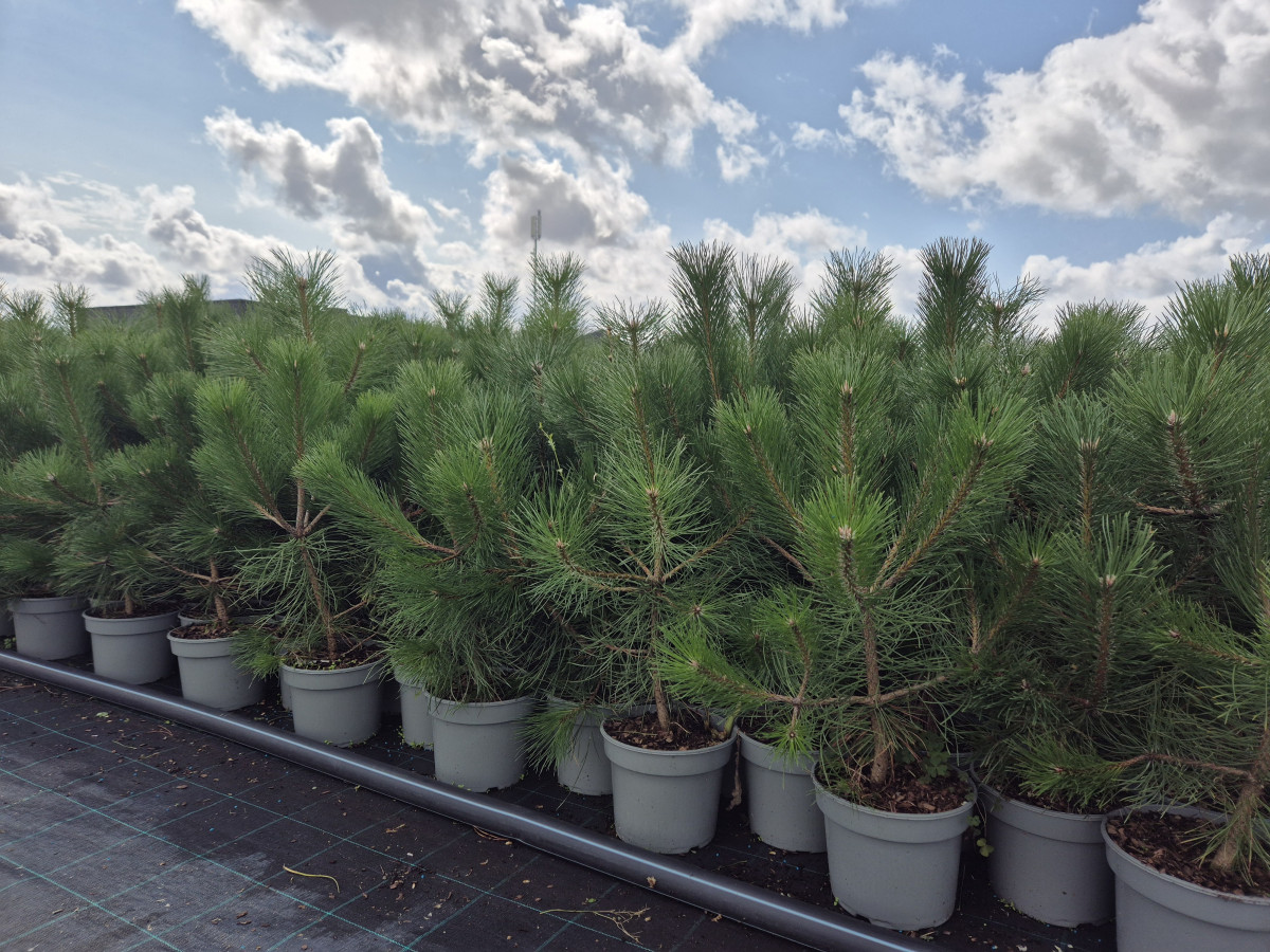 Growup, MB „Užauk“