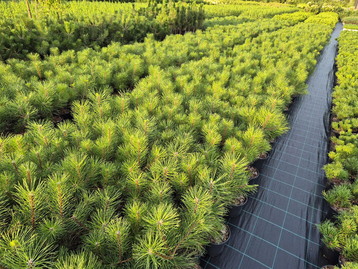 Growup, MB „Užauk“