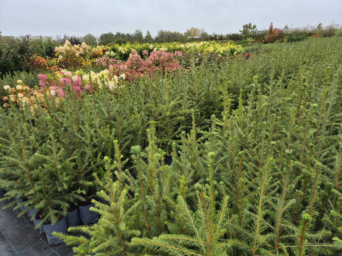 Growup, MB „Užauk“