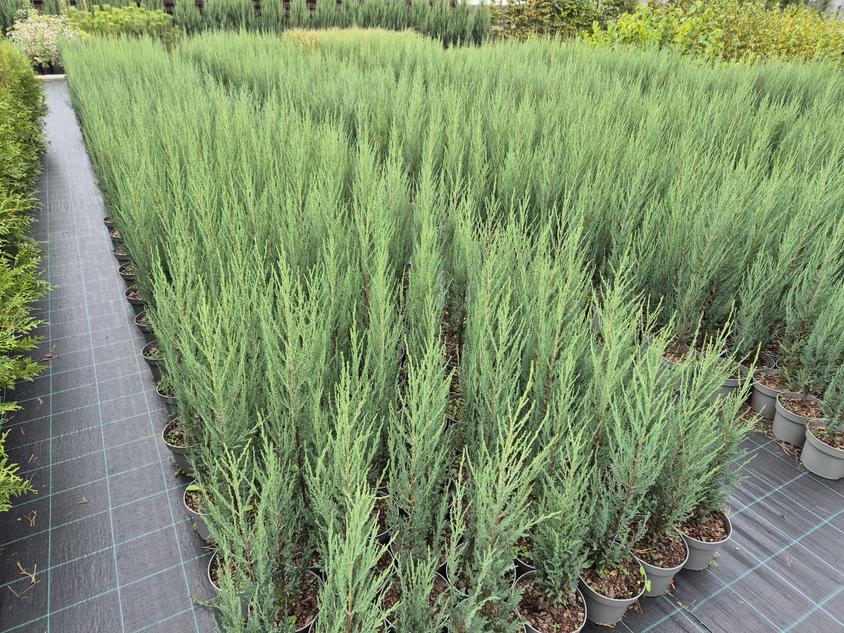 Growup, MB „Užauk“