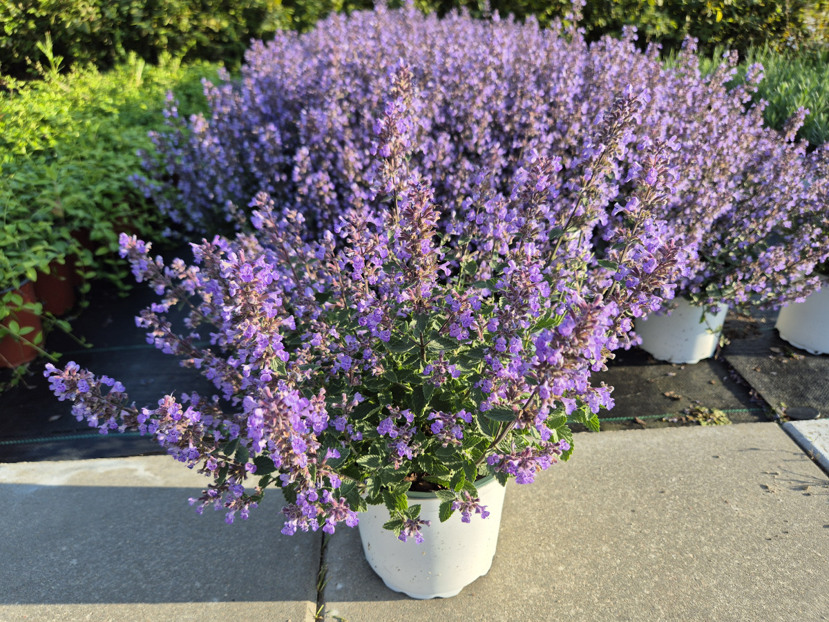 Growup, MB „Užauk“