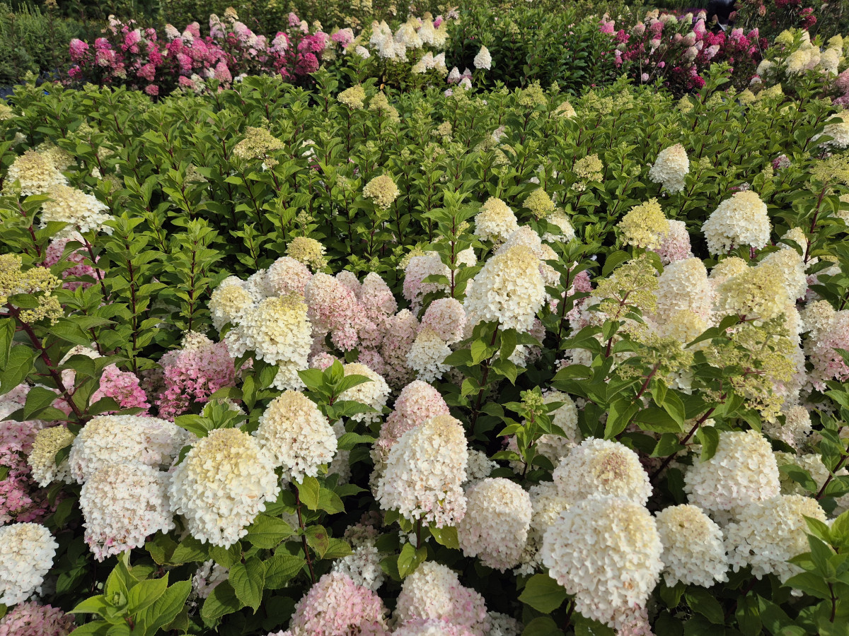 Growup, MB „Užauk“