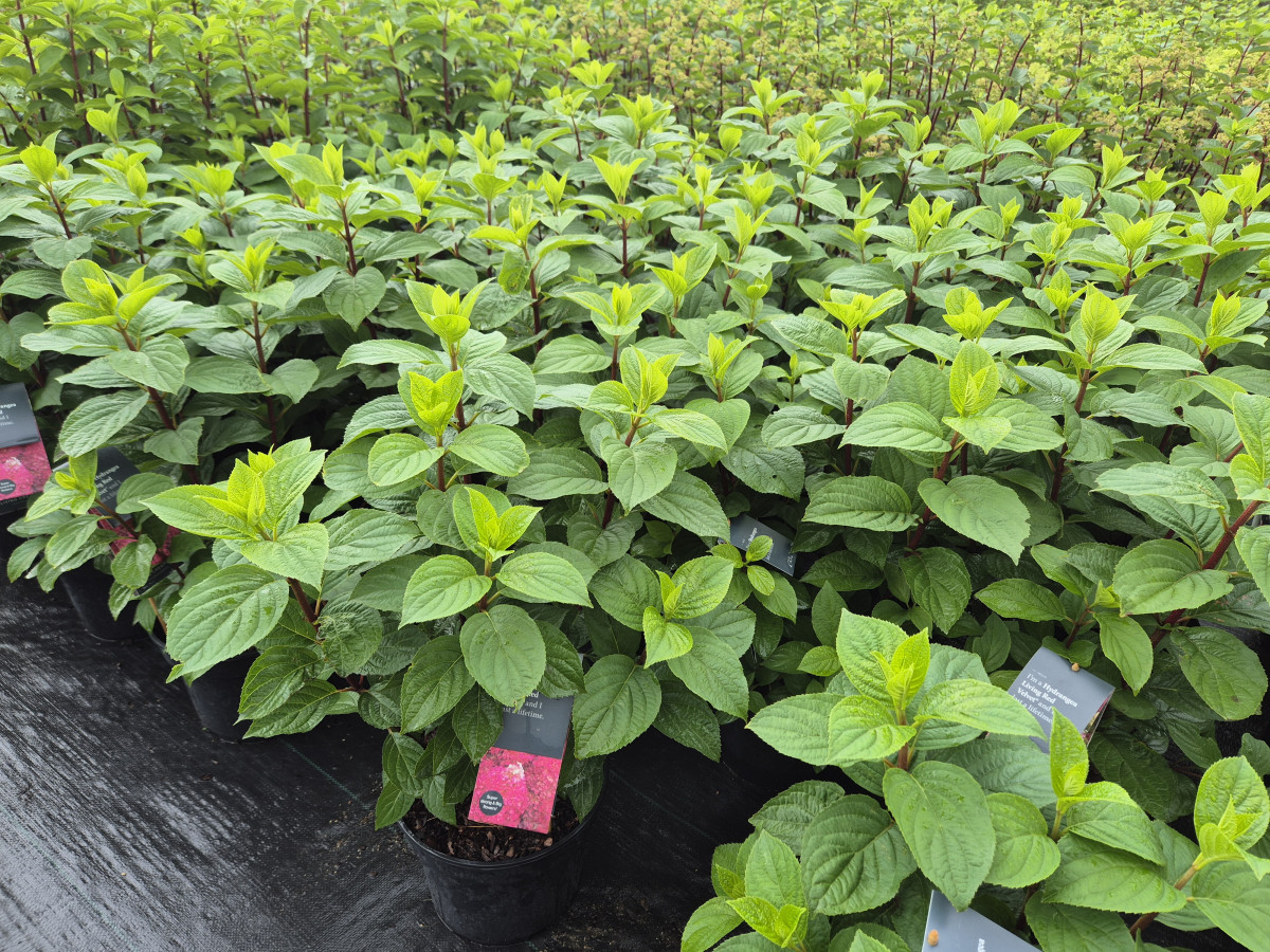 Growup, MB „Užauk“