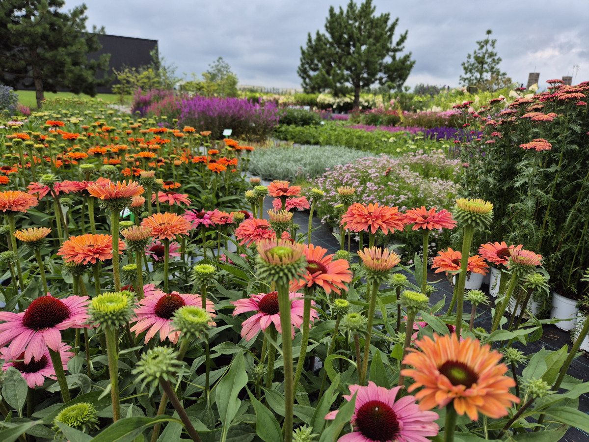 Growup, MB „Užauk“