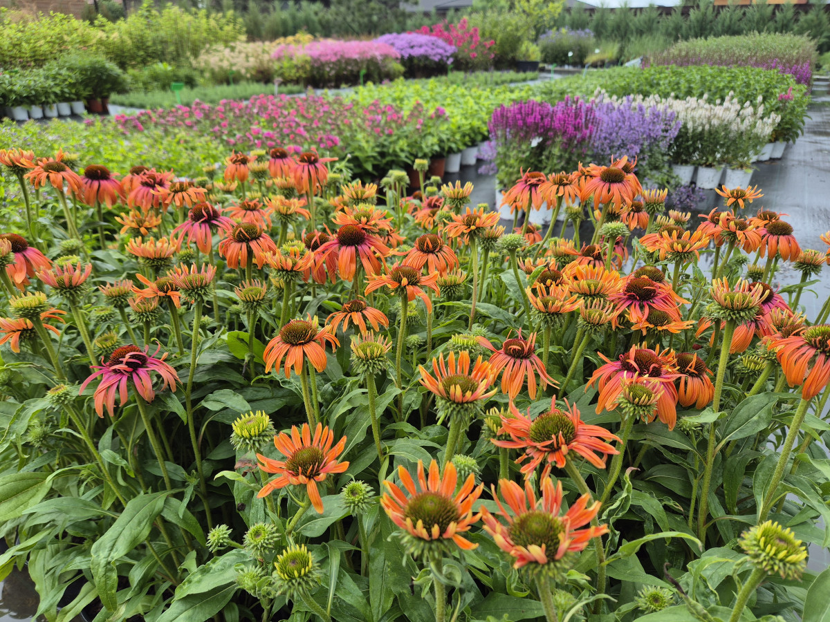 Growup, MB „Užauk“