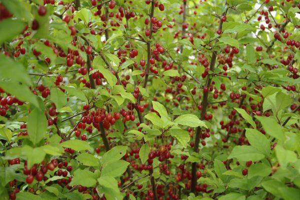 Gausiažiedis Žilakrūmis. Gausiažiedis Žilakrūmis.