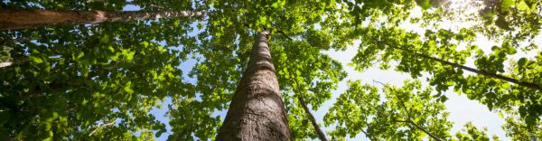 Miško pirkimas Miško pirkimas