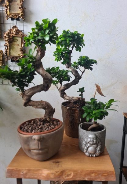 Vazonininiai augalai Vazonininiai augalai