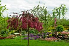 Dekoratyvi rojaus obelis Royal Beauty, nevalgoma.