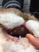 Gyvūnų narsų valymas