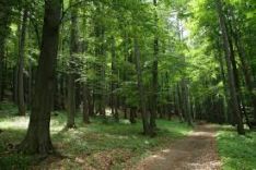 Perkame statų mišką išsikirtimui