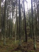 Ruošiame miškotvarkos projektus ir rėžiame biržes