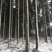 Konsultuojame miškininkystės klausimais