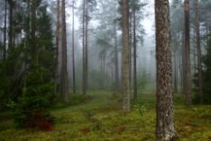 Perkame statų mišką