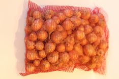 Svogūnai 15kg arba 25kg maišuose