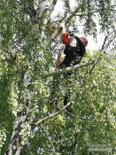 Pavojingų medžių pjovimas su aukštalipių įranga