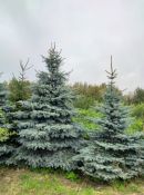 Kalėdinių eglučių išpardavimas