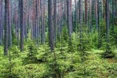 Miškų pirkimas