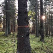 Miško kirtimas, medžių ženklinimas kirtimui