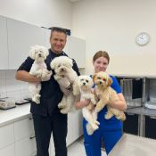 VETERINARIJOS GYDYTOJAS Į NAMUS