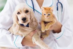 Kačių, šunų kastracija ir sterilizacija