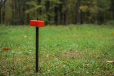 Miško ribų atstatymas