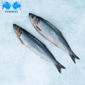 Atlantinė Silkė Iš Islandijos