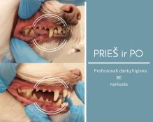 Veterinarinė odontologija