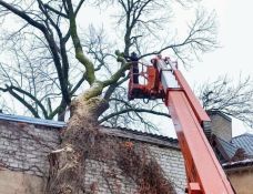 Apleistų sklypų tvarkymas