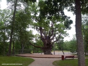 Stelmužės dvarvietė (Stelmužės ąžuolas, Šv. Viešpaties Jėzaus Kryžiaus bažnyčia, Vergų bokštas)