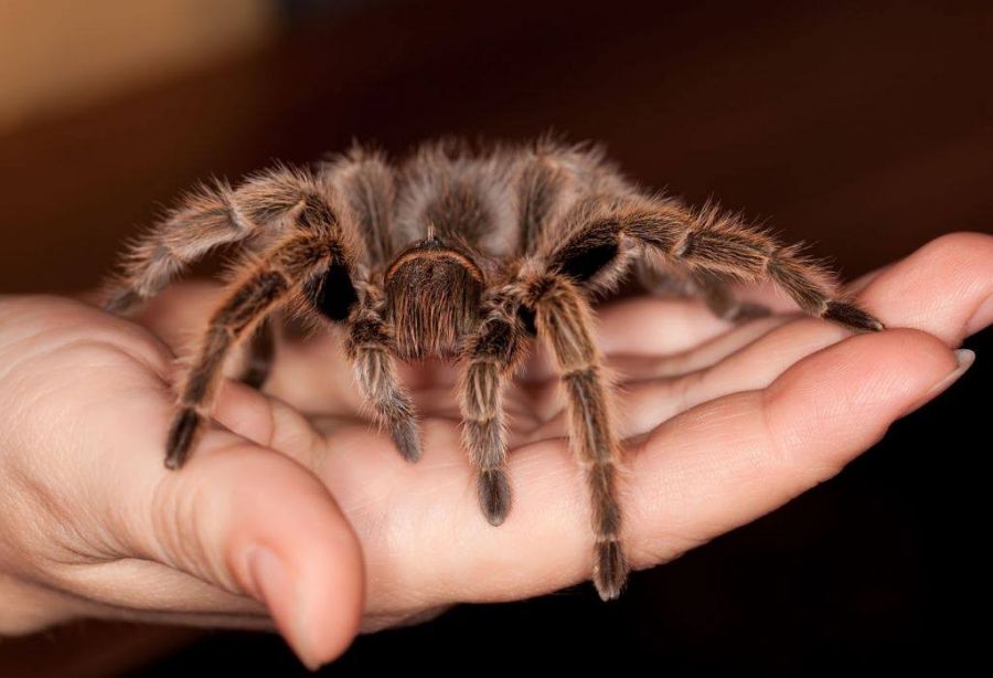 Insektariumas