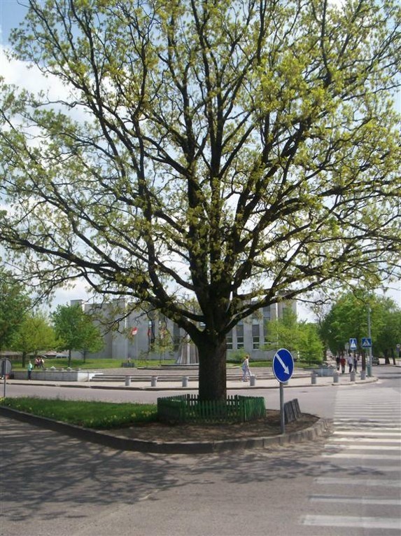 Nepriklausomybės ąžuolas (Šilalė)
